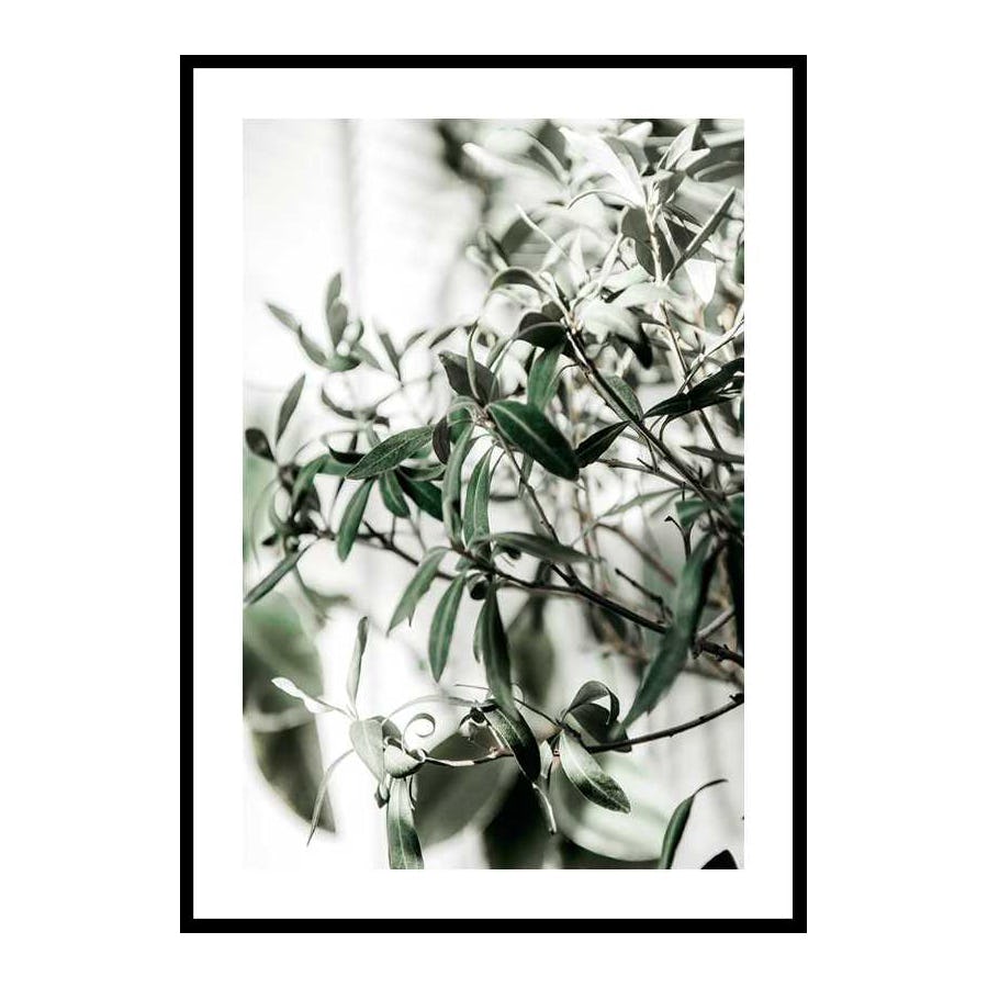 Poster Gallerix Olive Tree