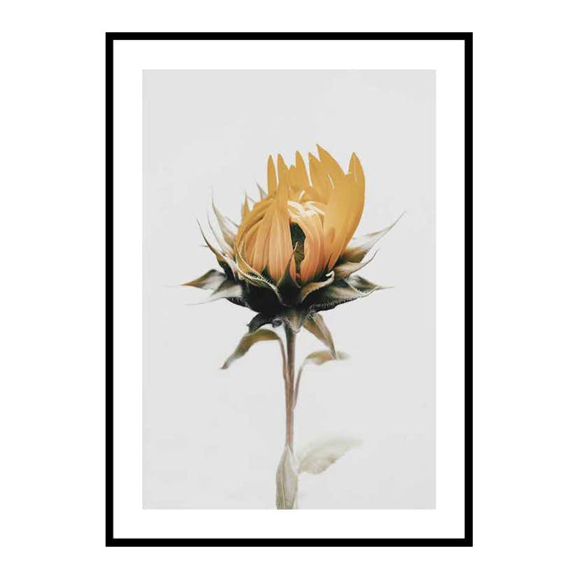 Poster Gallerix Yellow Sunflower