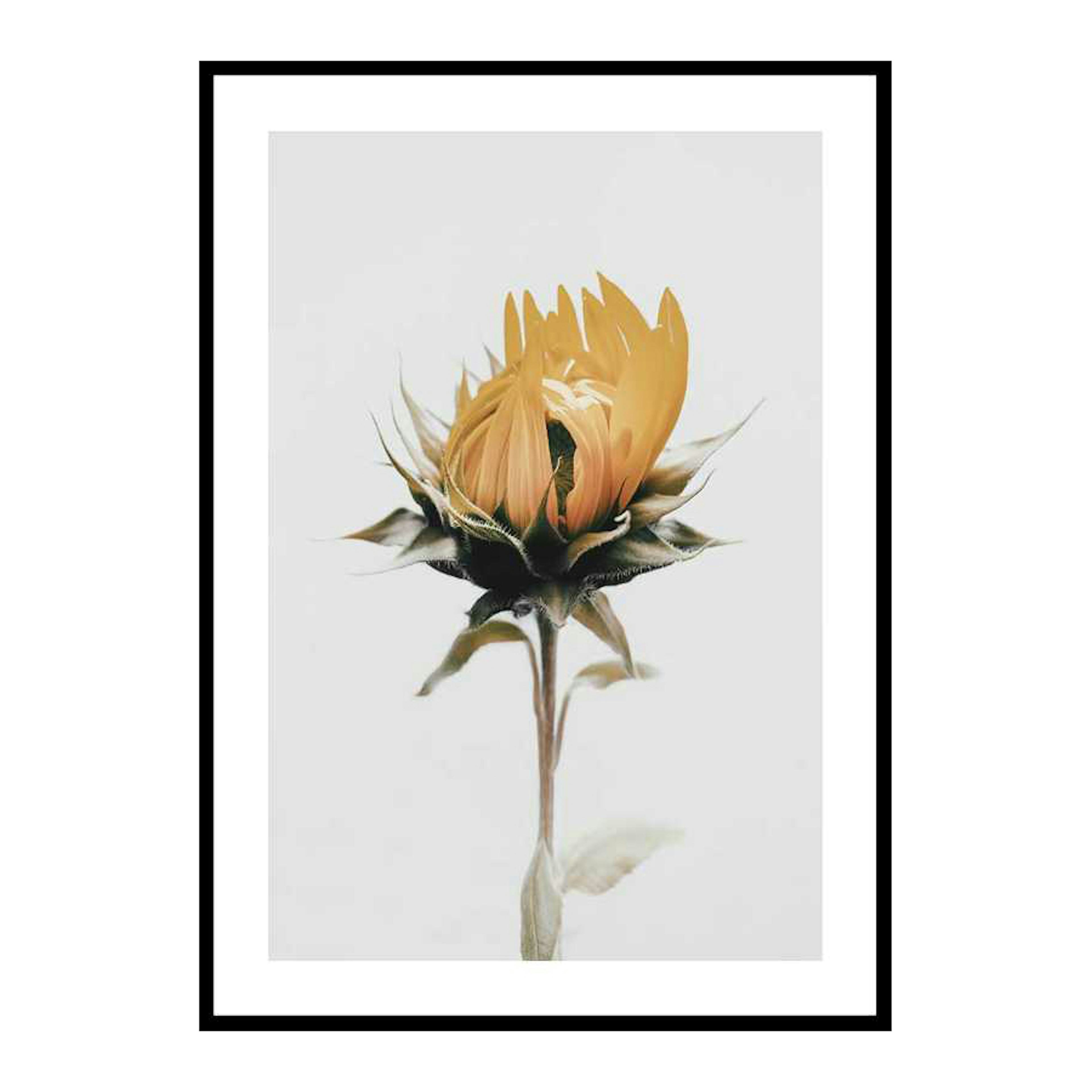 Poster Gallerix Yellow Sunflower