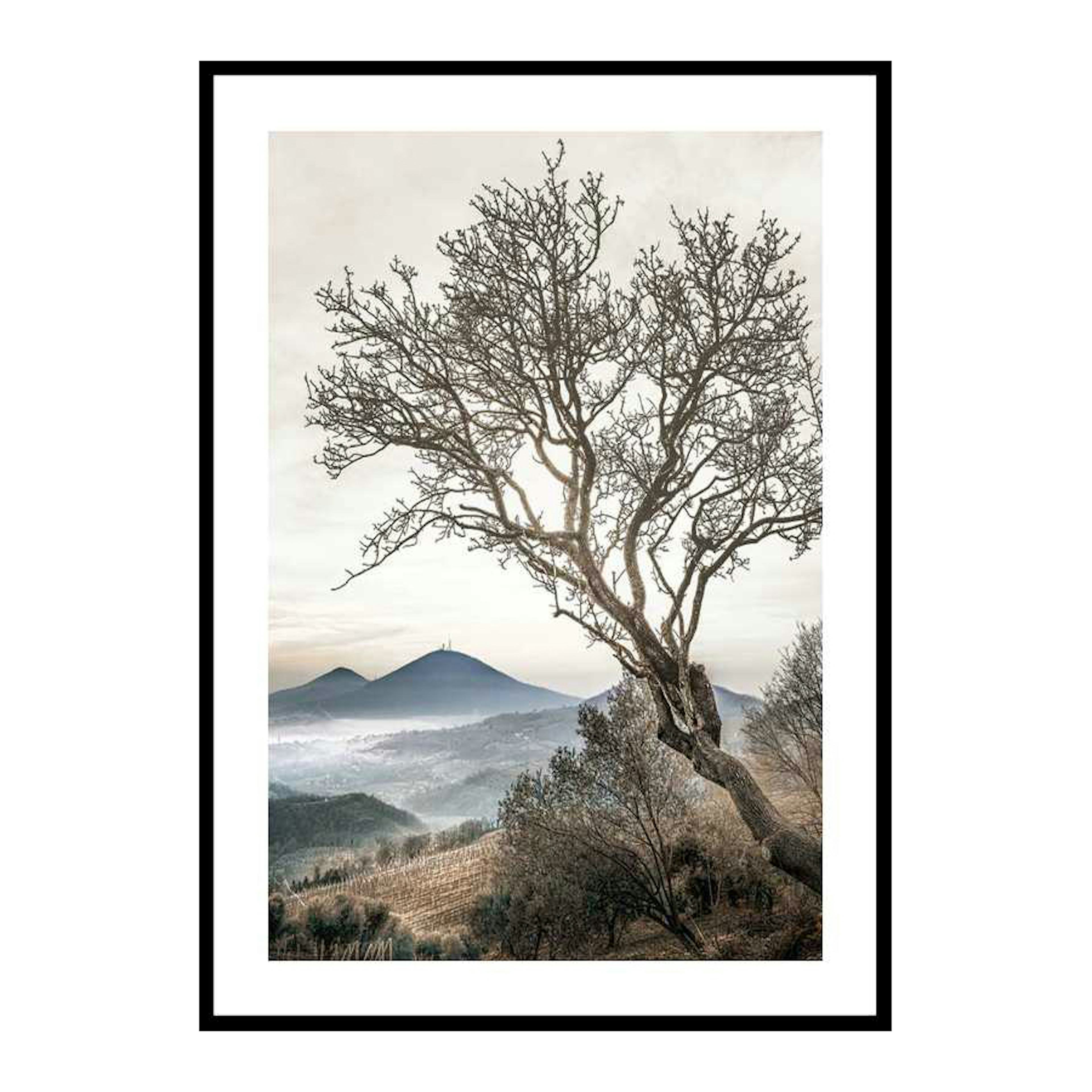 Poster Gallerix Lonely Tree Against Sky