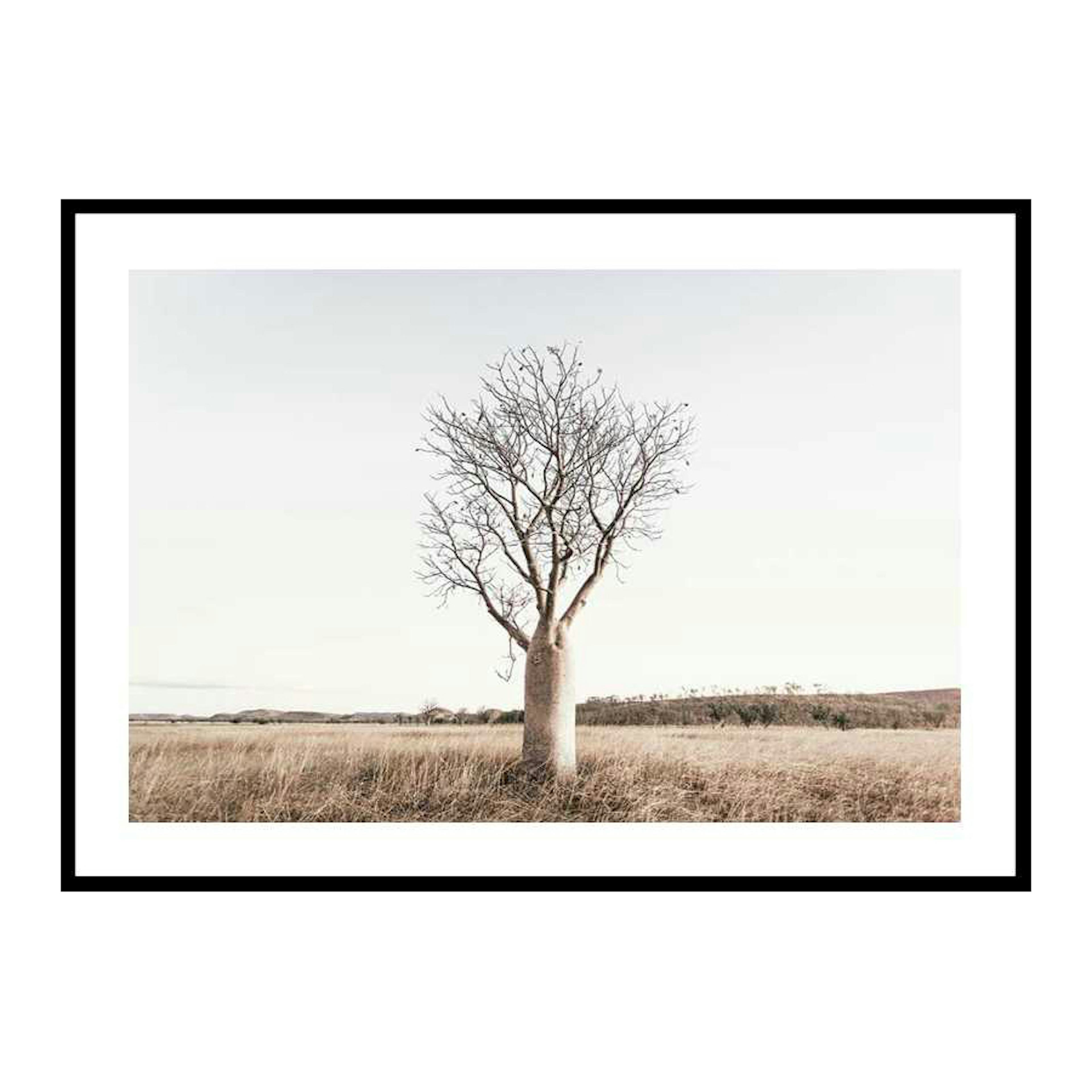 Poster Gallerix Boab Tree