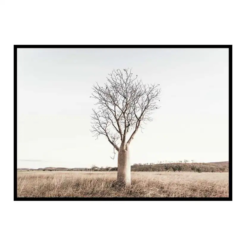 Poster Gallerix Boab Tree