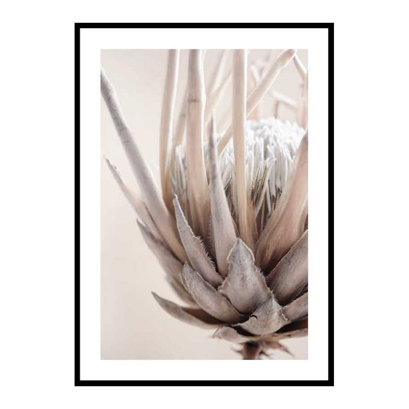 Poster Gallerix Protea Flower No2