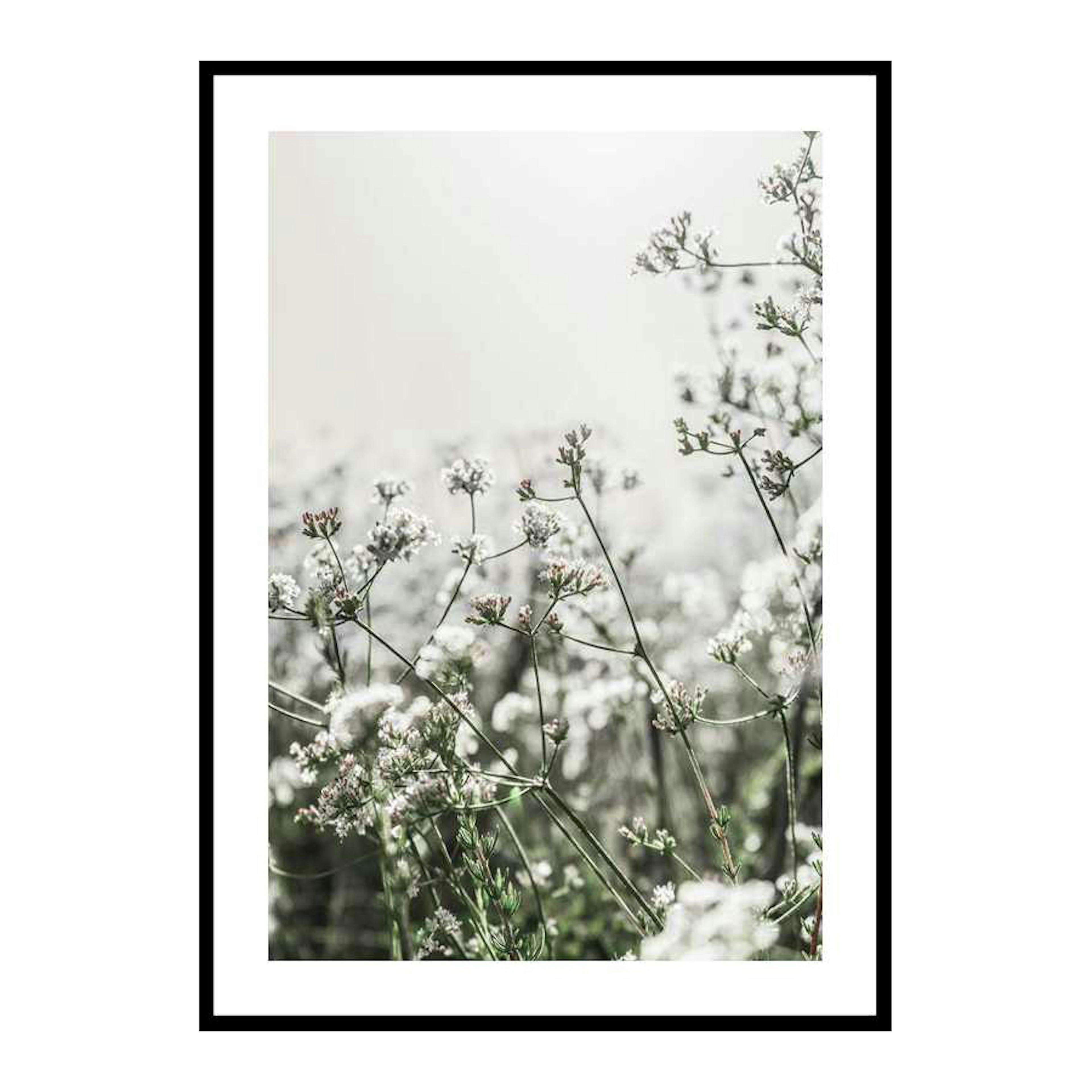 Poster Gallerix White Flowers In Spring