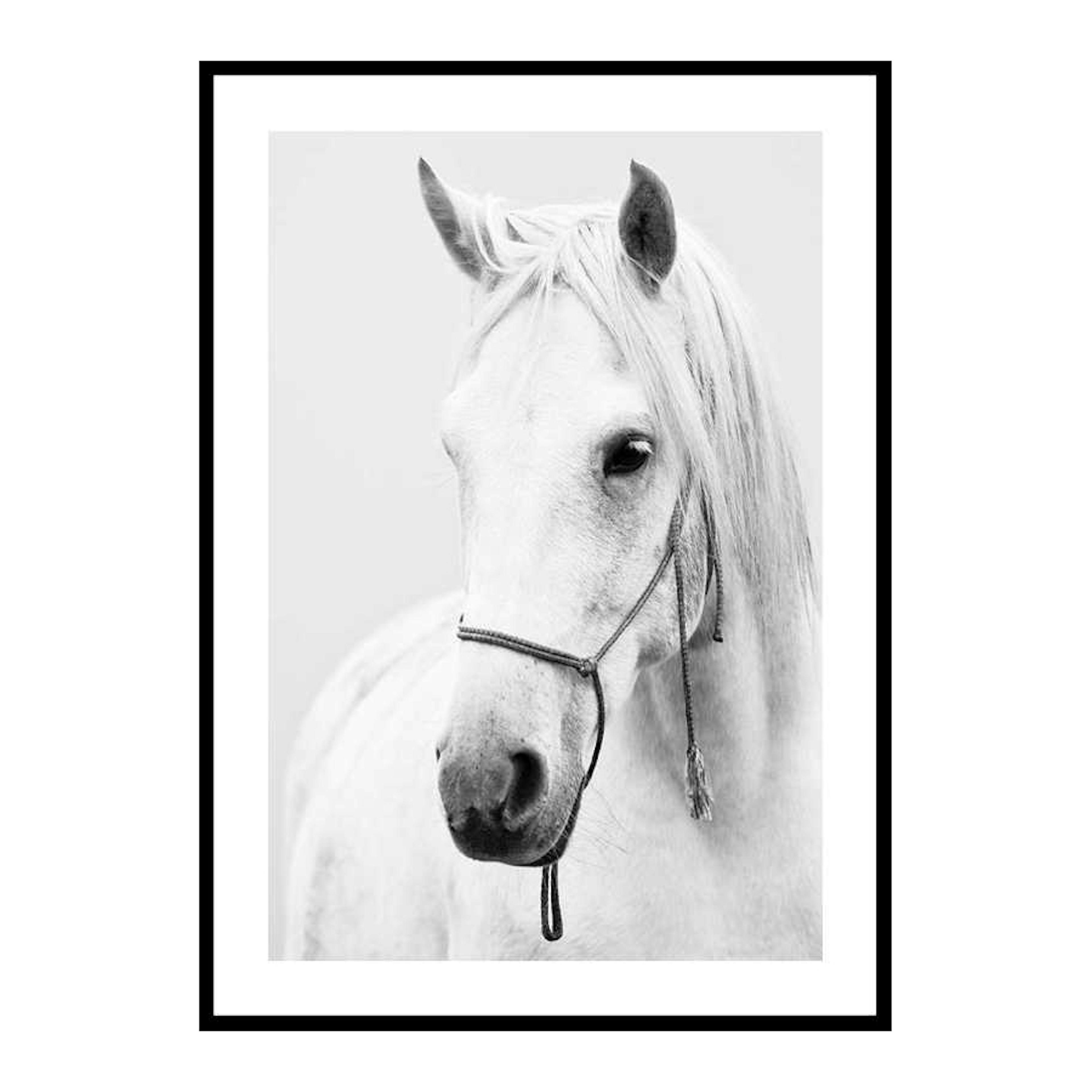 Poster Gallerix Shadowfax