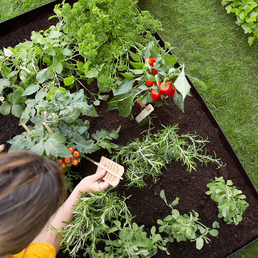 Odlingskrage Jabo Odla