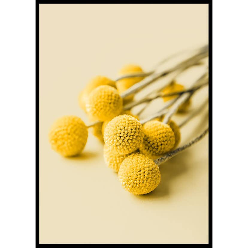 Poster Gallerix Drumstick Flowers