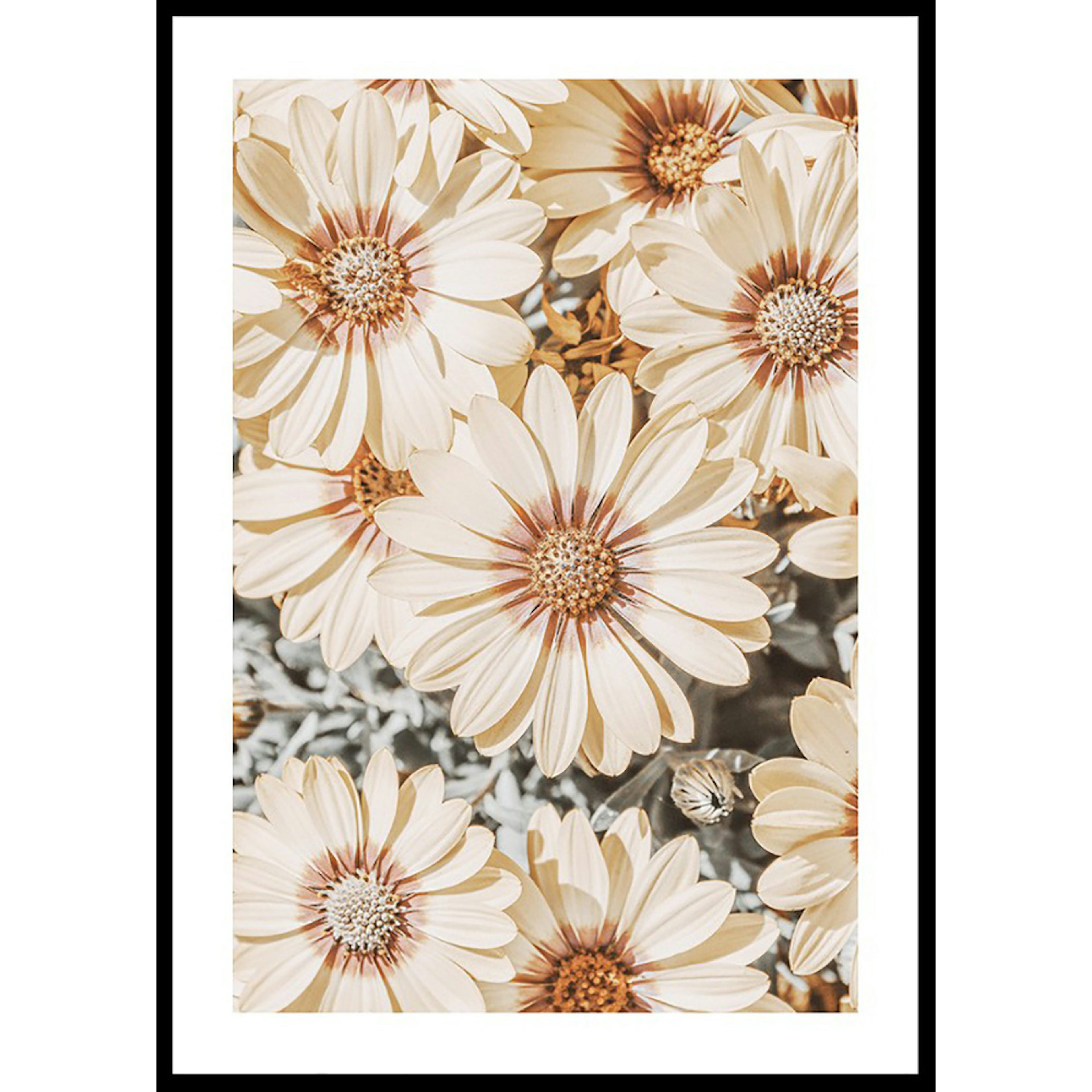 Poster Gallerix Dimorfoteca