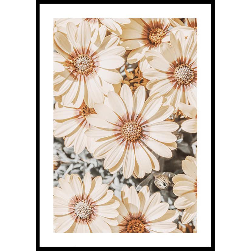 Poster Gallerix Dimorfoteca