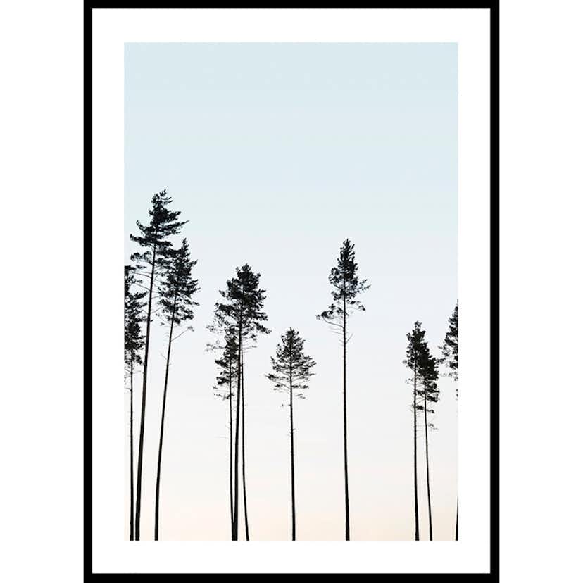 Poster Gallerix Tall Trees At Dusk
