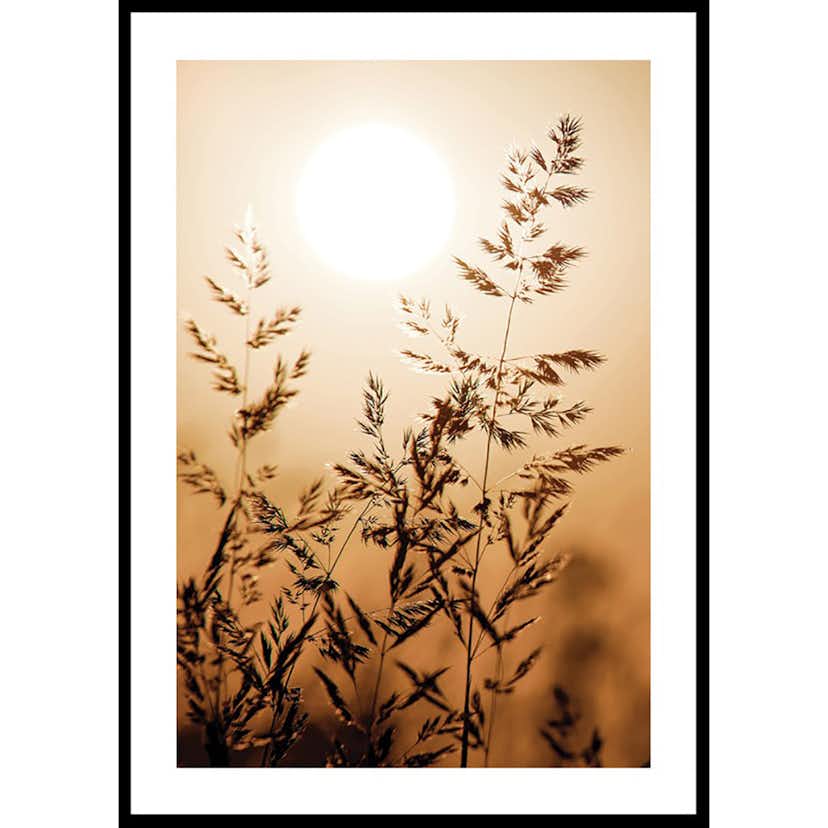 Poster Gallerix Sunset Dry Grass