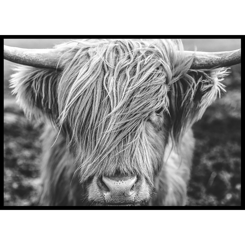 Poster Gallerix Highland Cow B&W