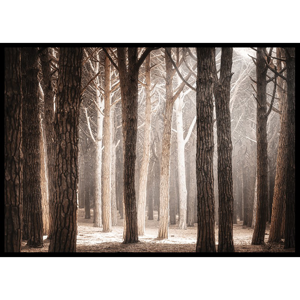 Poster Gallerix Pinewood Forest