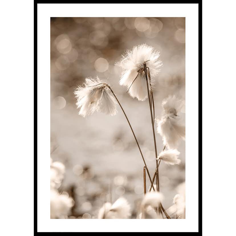 Poster Gallerix Cottongrass In The Wind