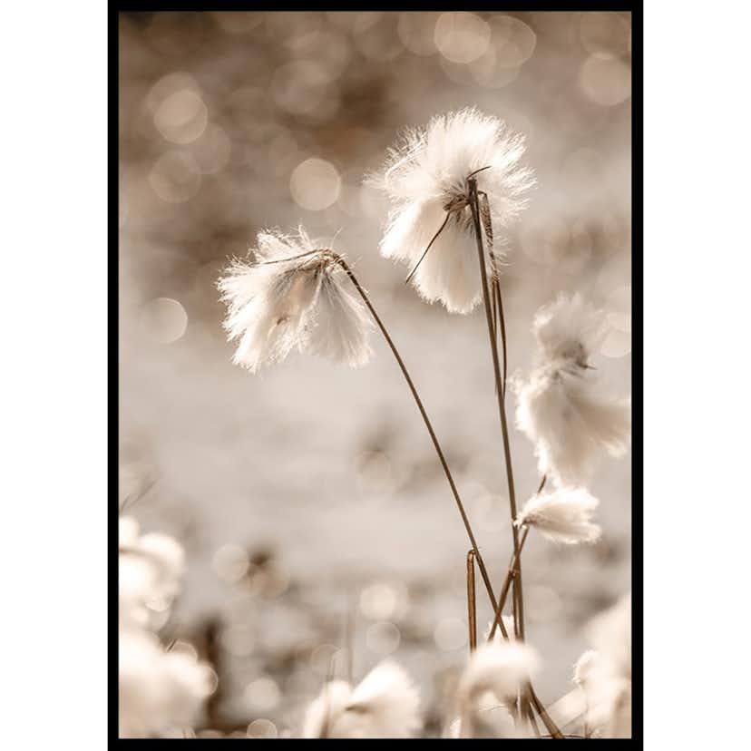 Poster Gallerix Cottongrass In The Wind