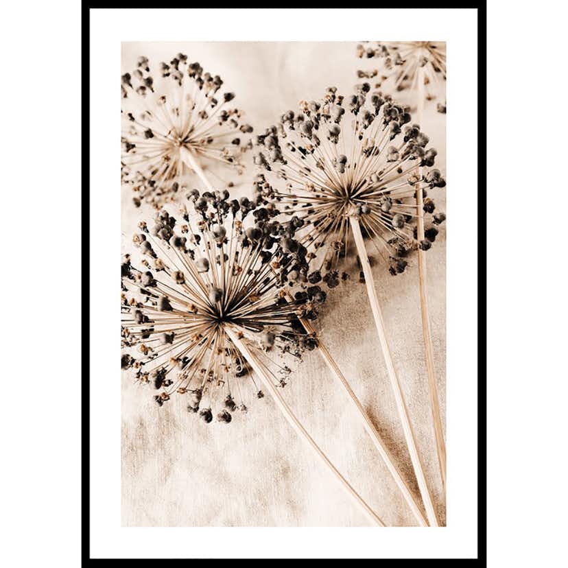 Poster Gallerix Allium Flowers