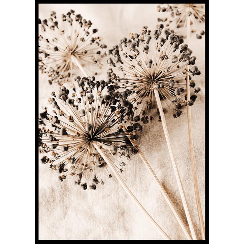 Poster Gallerix Allium Flowers