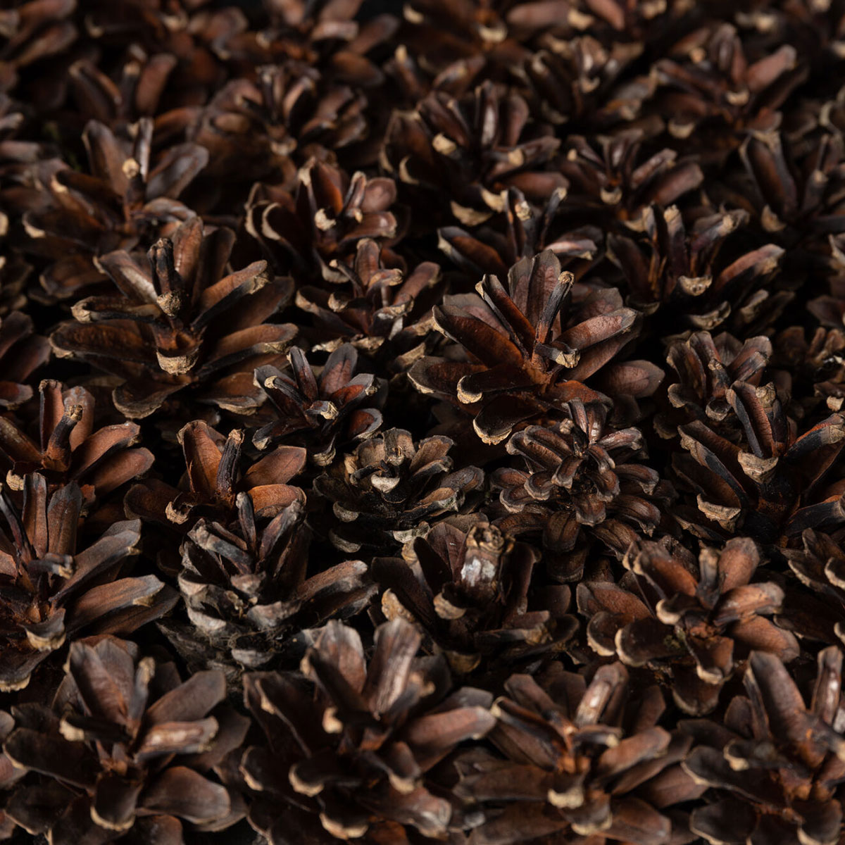 Väggpanel Emotionwood Pinecones