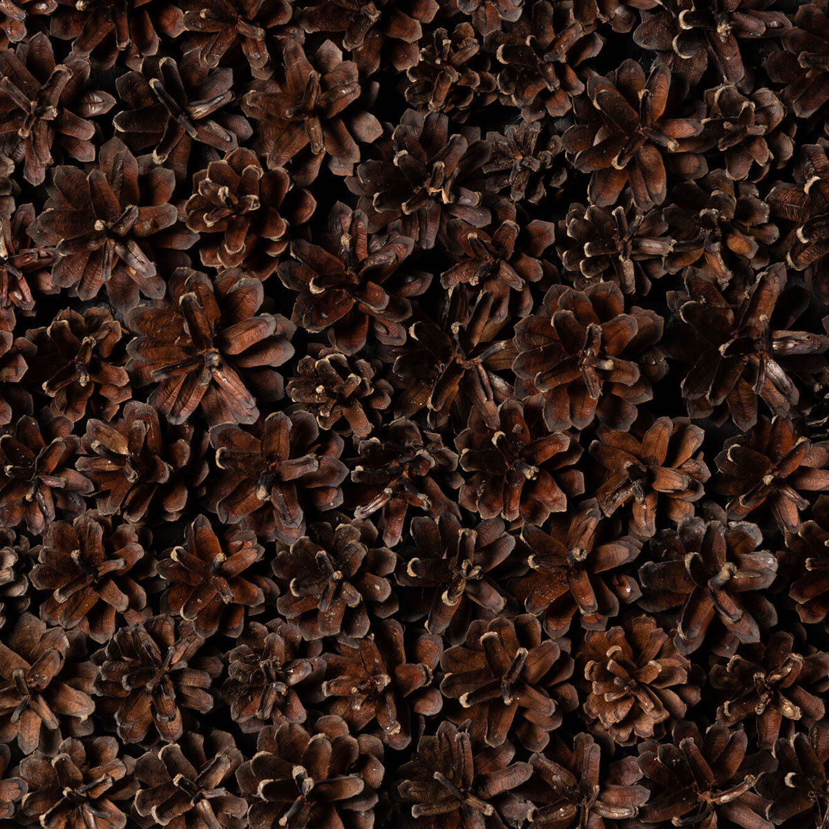 Väggpanel Emotionwood Pinecones