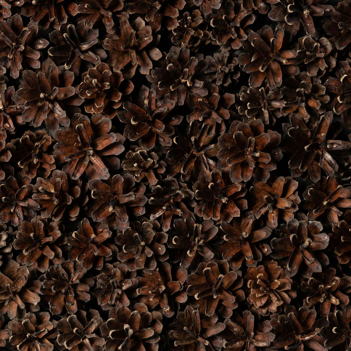 Väggpanel Emotionwood Pinecones