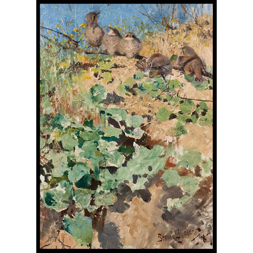 Poster Gallerix Törnskateungar By Bruno Liljefors