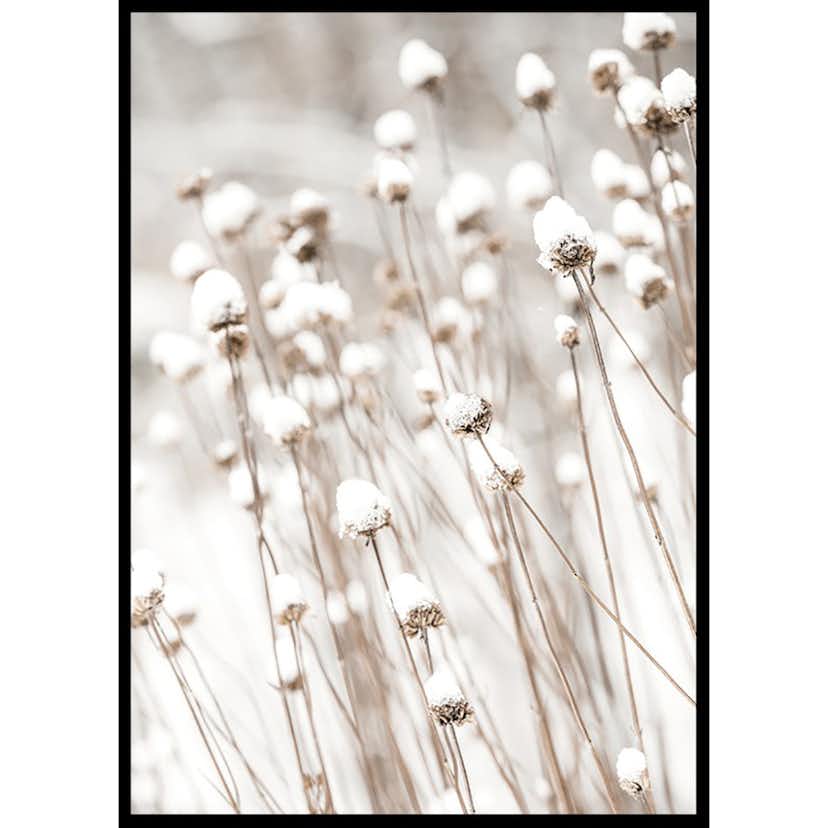 Poster Gallerix Snow Covered Dried Flowers