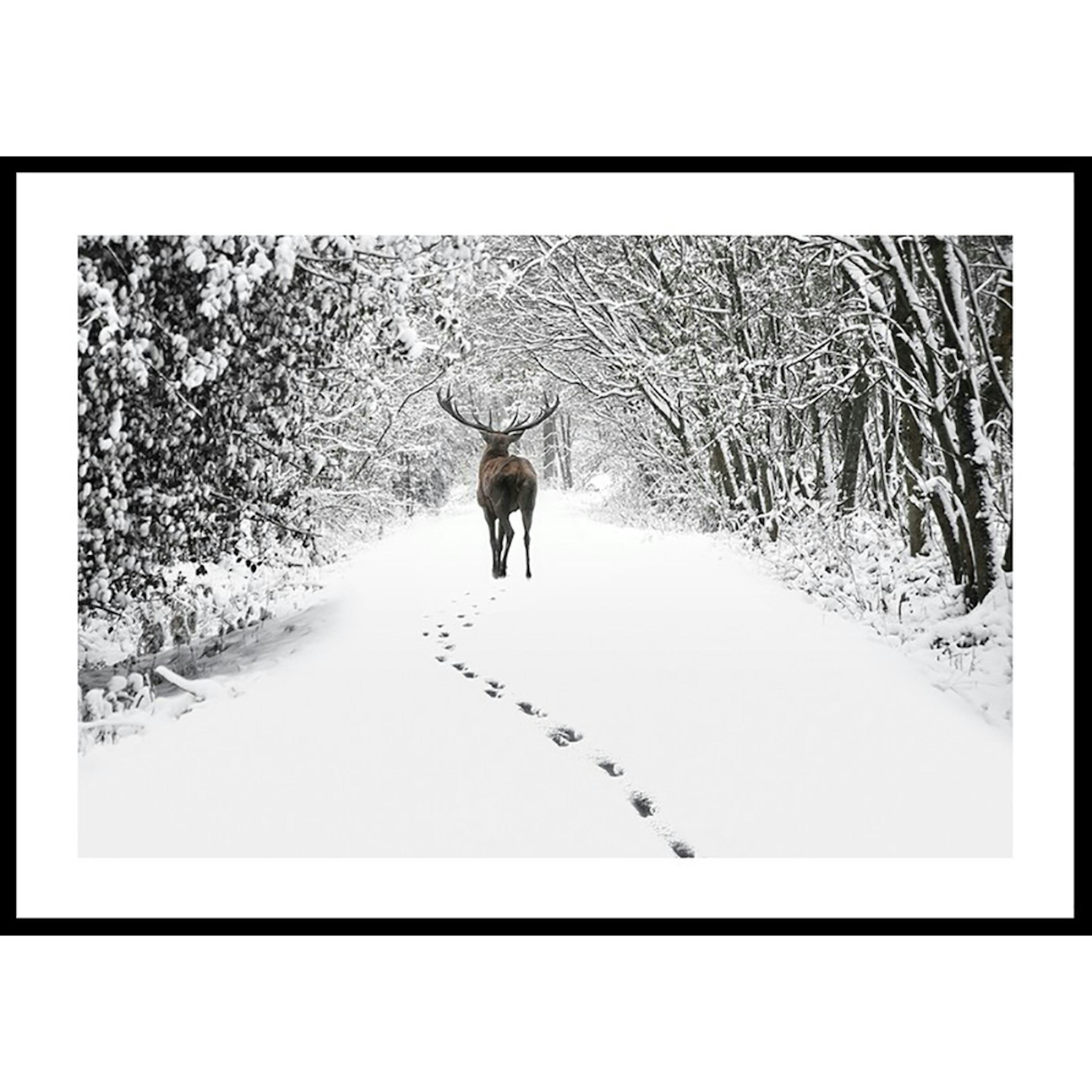 Poster Gallerix Deer Forest Walk