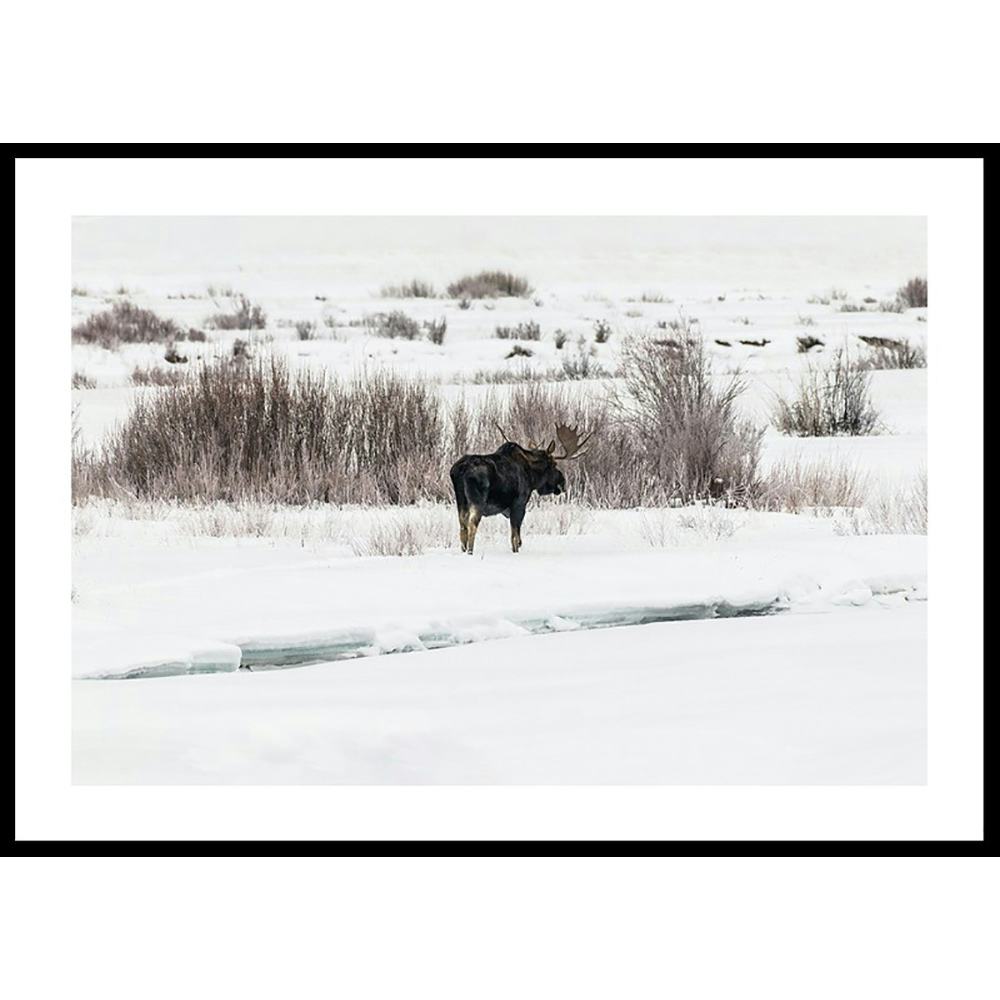 Poster Gallerix Moose In Snow
