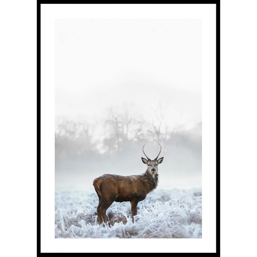 Poster Gallerix Deer In Field