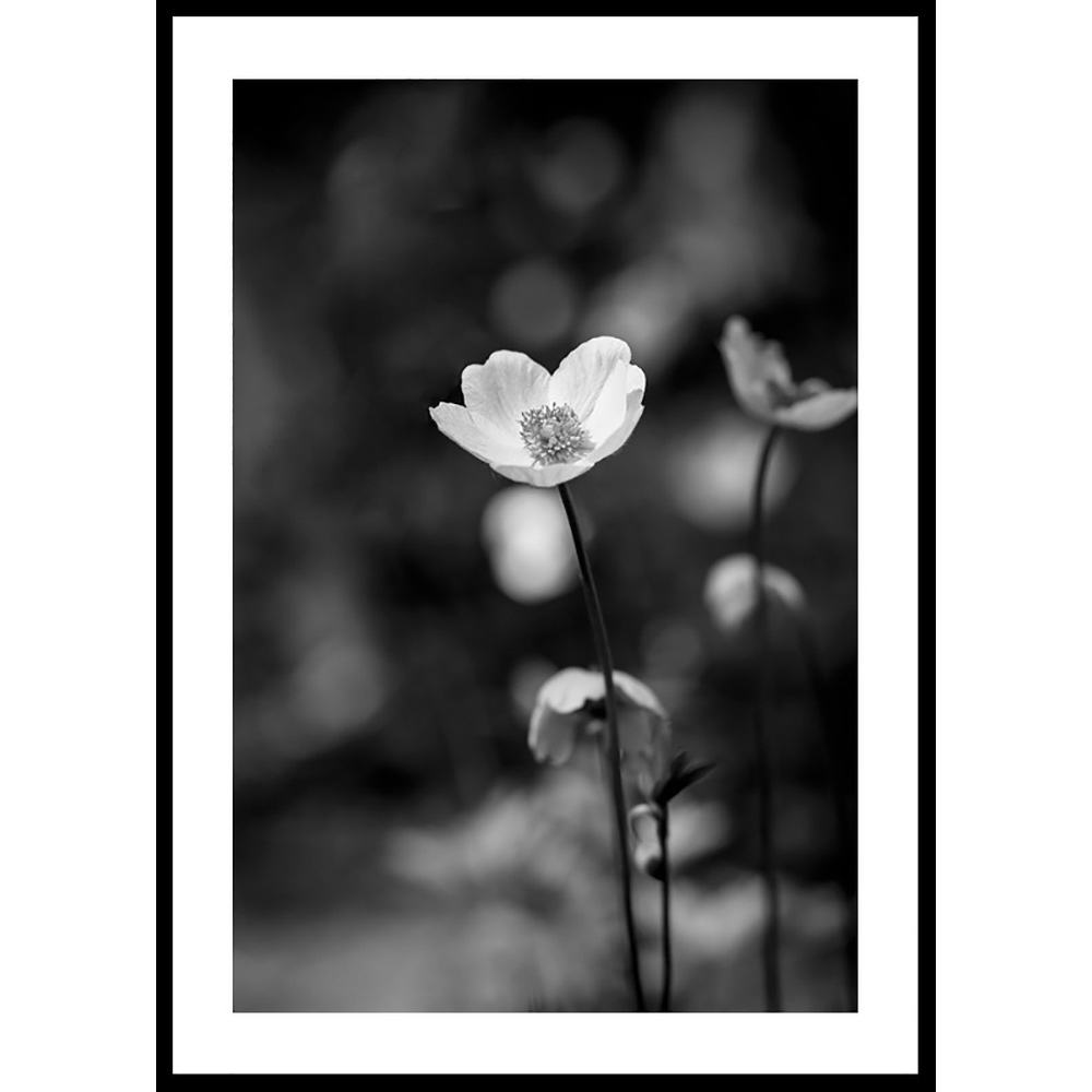 Poster Gallerix White Flower BW