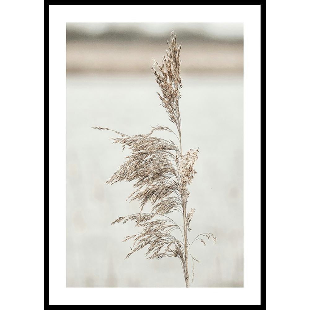 Poster Gallerix Boho Dried In Nature No7