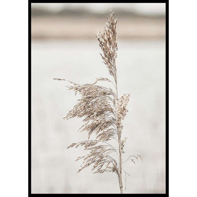 Poster Gallerix Boho Dried In Nature No7