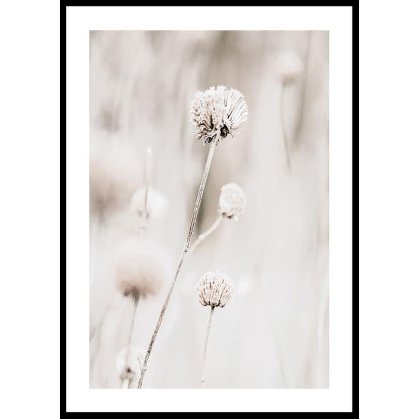 Poster Gallerix Dried Spring Flower