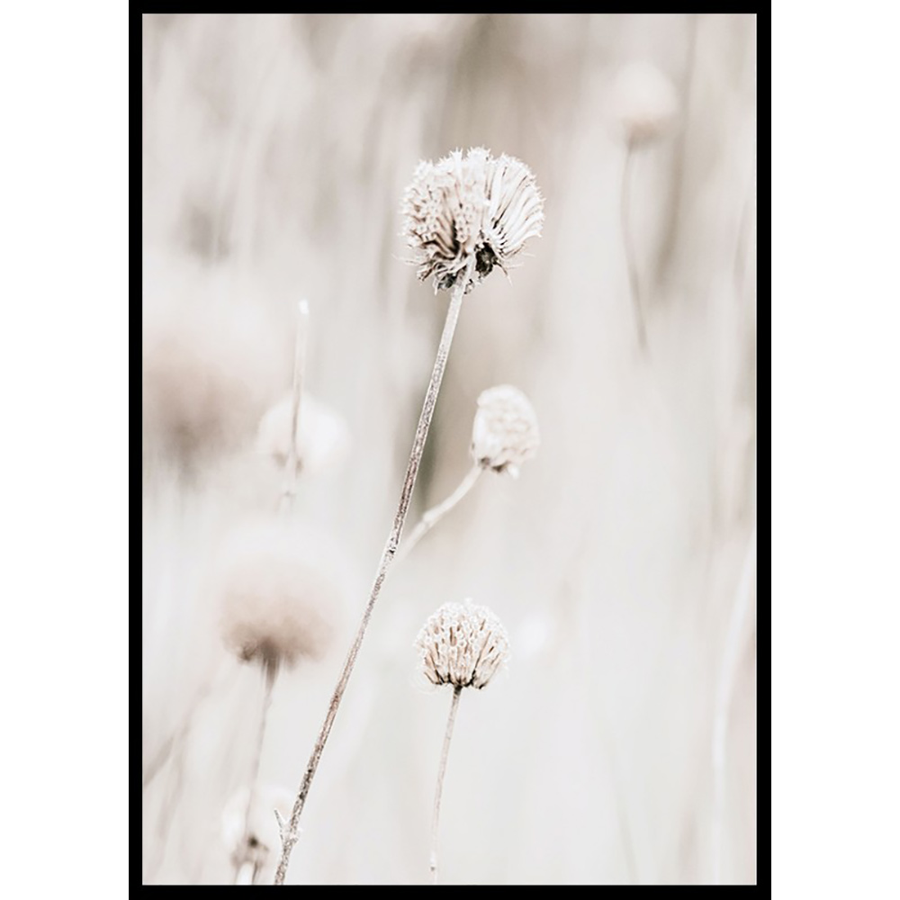 Poster Gallerix Dried Spring Flower