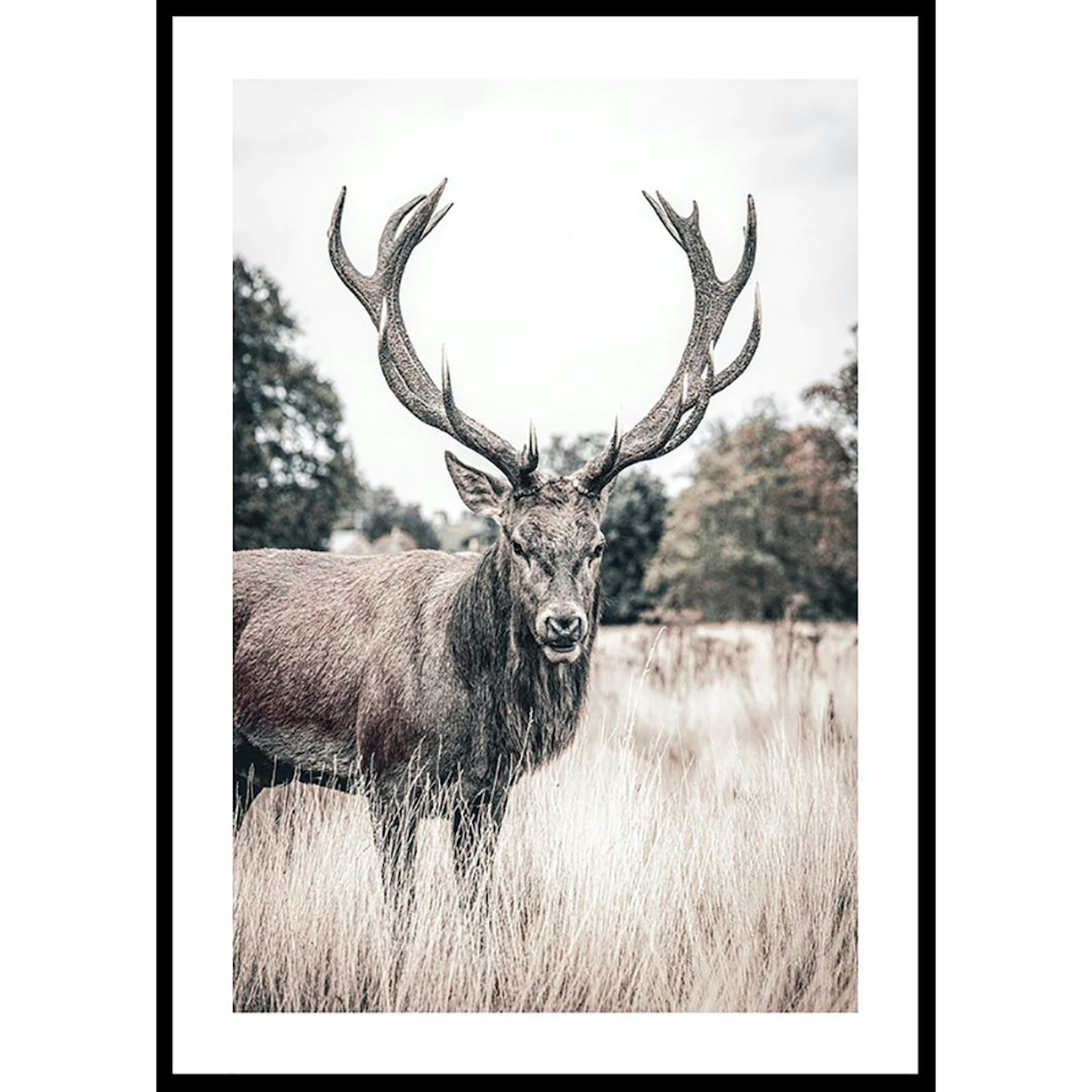 Poster Gallerix Wild Stag