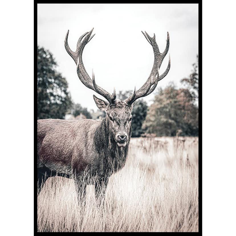 Poster Gallerix Wild Stag