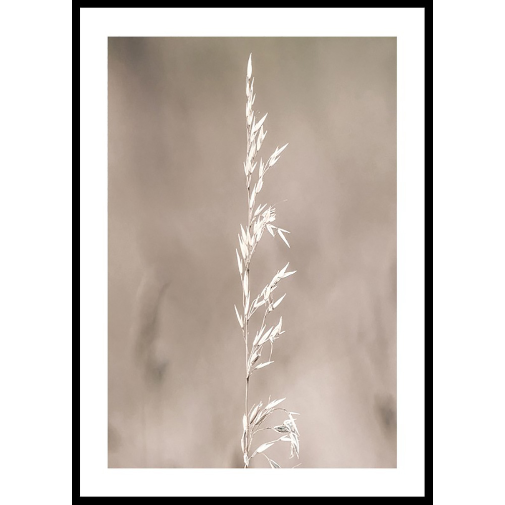 Poster Gallerix Boho Dried In Nature No4