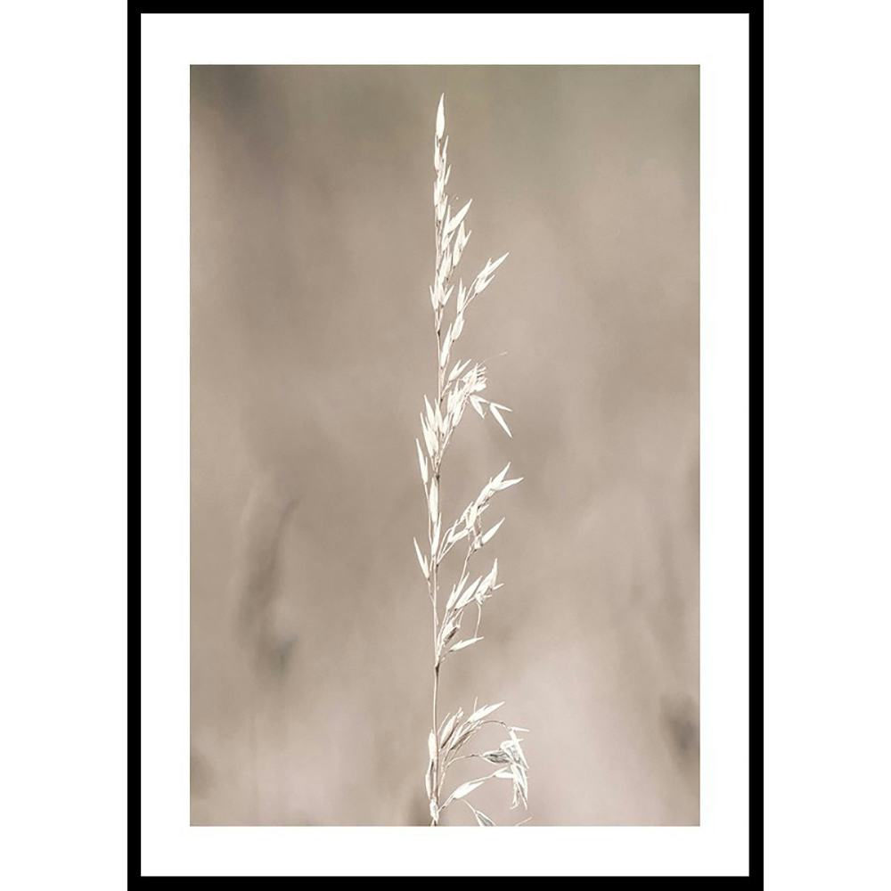 Poster Gallerix Boho Dried In Nature No4