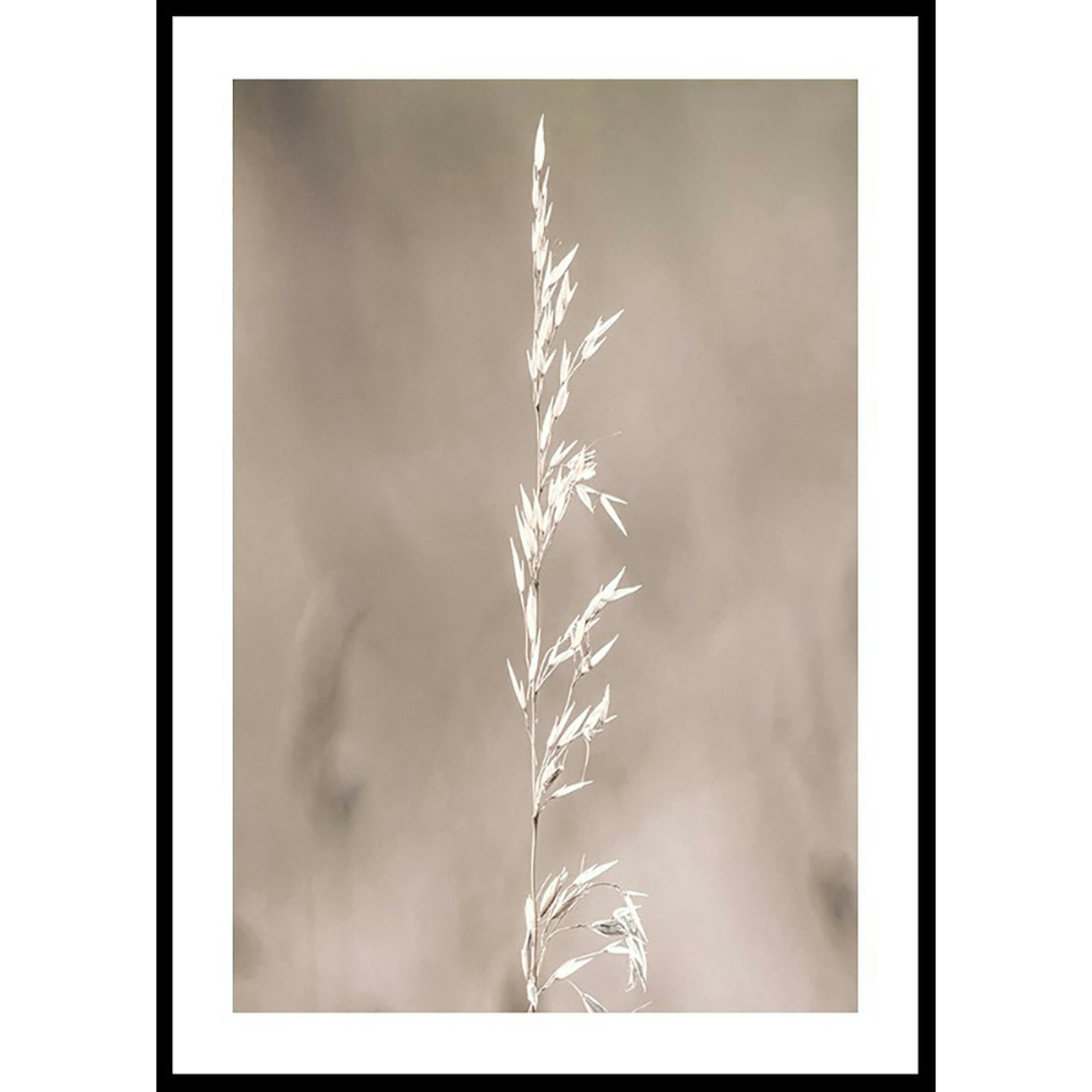 Poster Gallerix Boho Dried In Nature No4