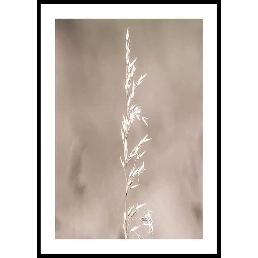 Poster Gallerix Boho Dried In Nature No4