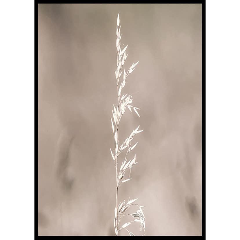 Poster Gallerix Boho Dried In Nature No4