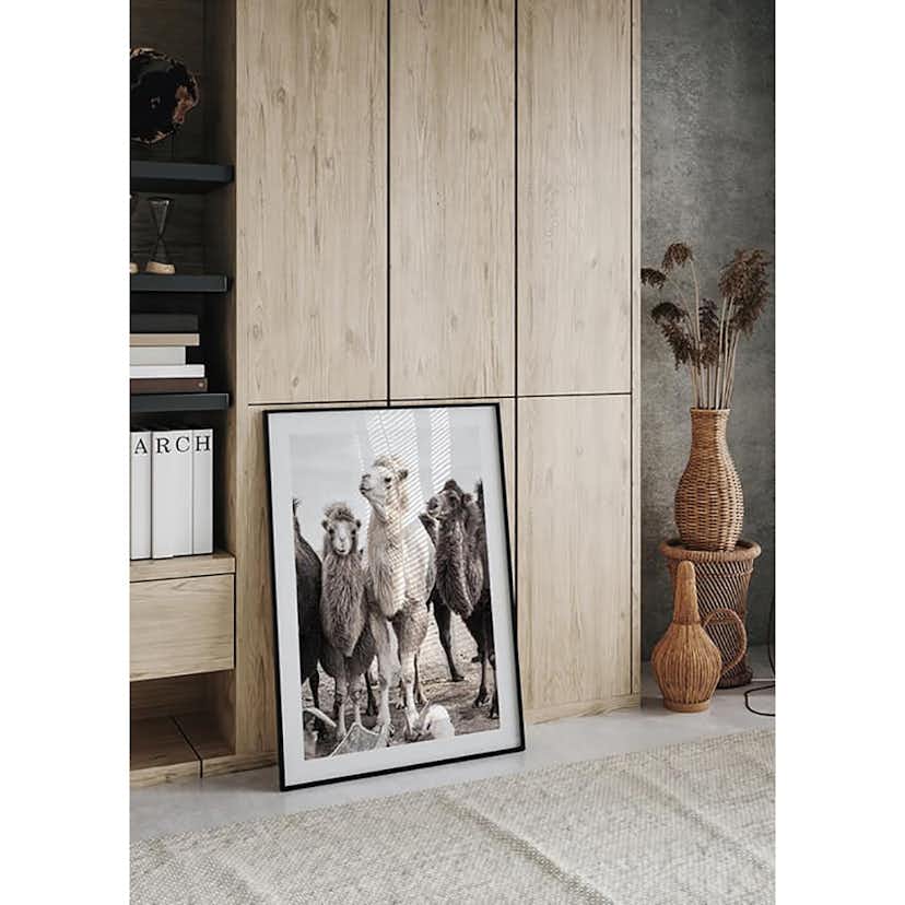 Poster Gallerix Camels