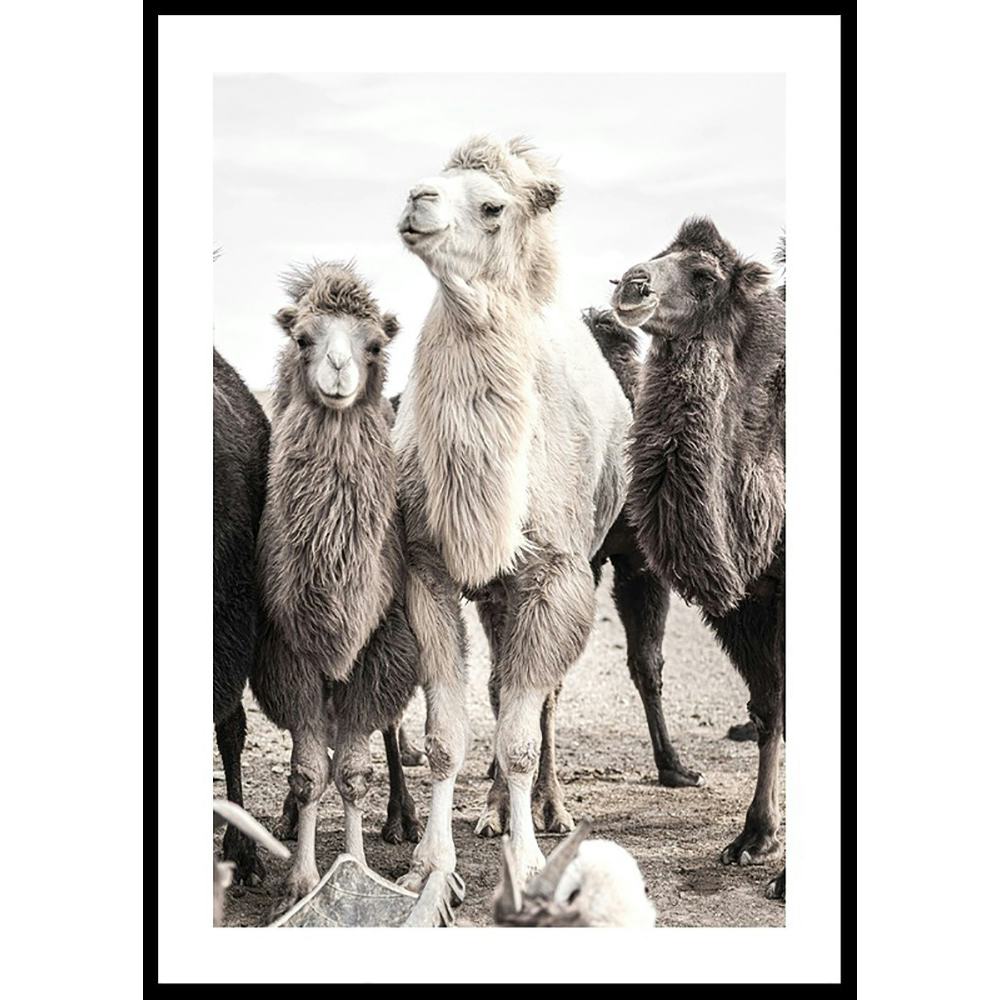 Poster Gallerix Camels