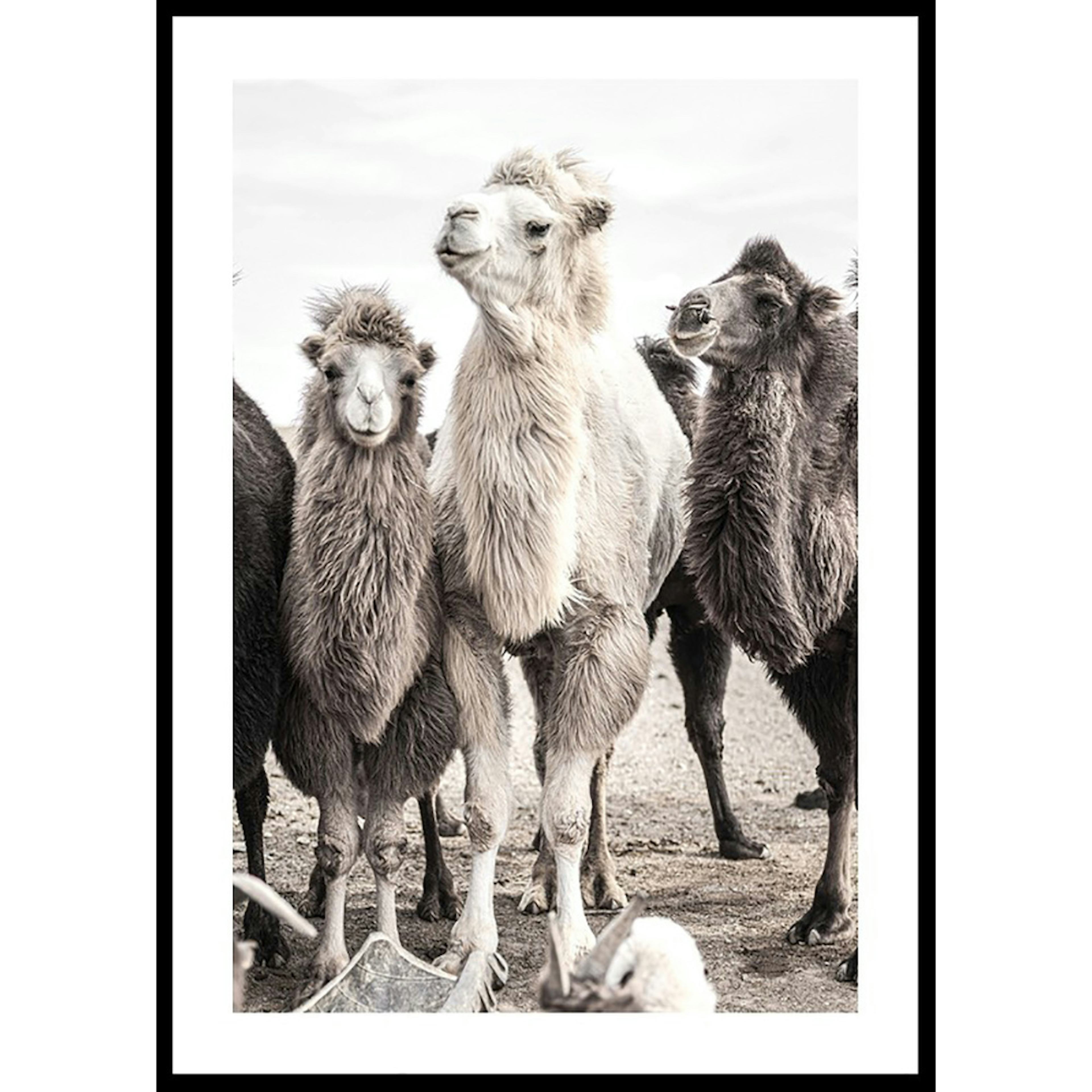 Poster Gallerix Camels