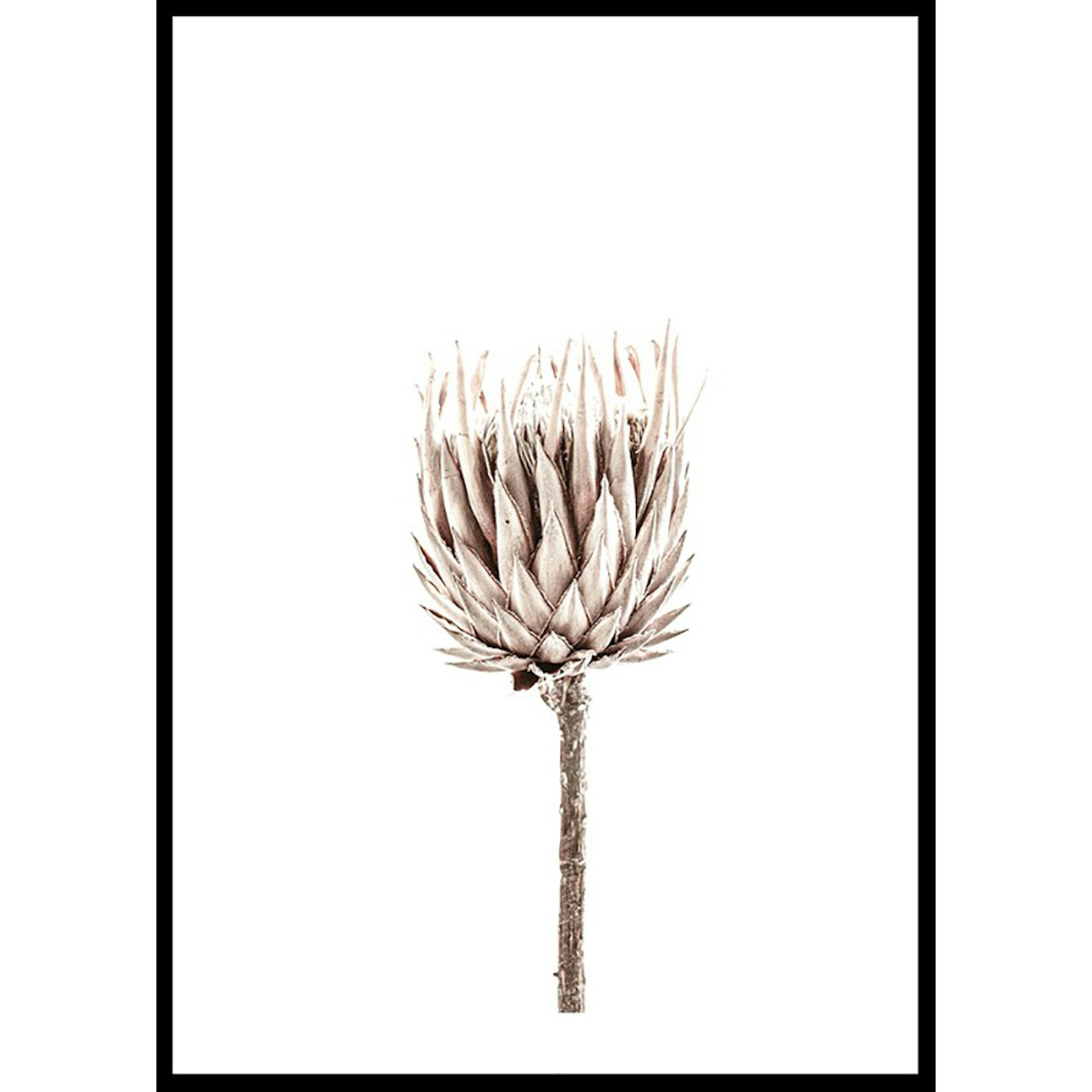 Poster Gallerix Dried Flower Up Close