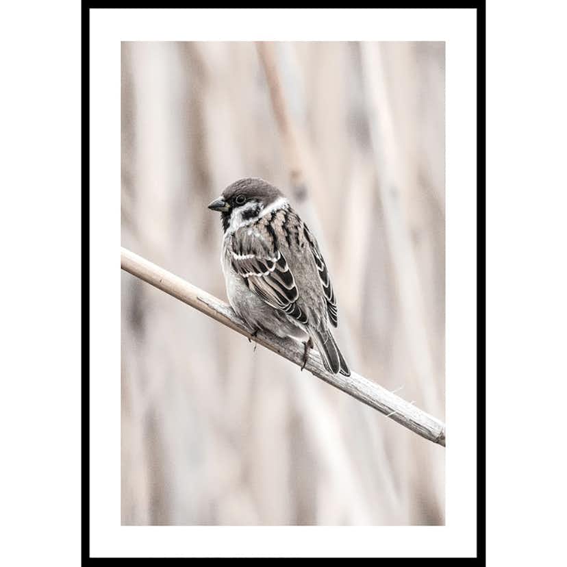 Poster Gallerix Tree Sparrow