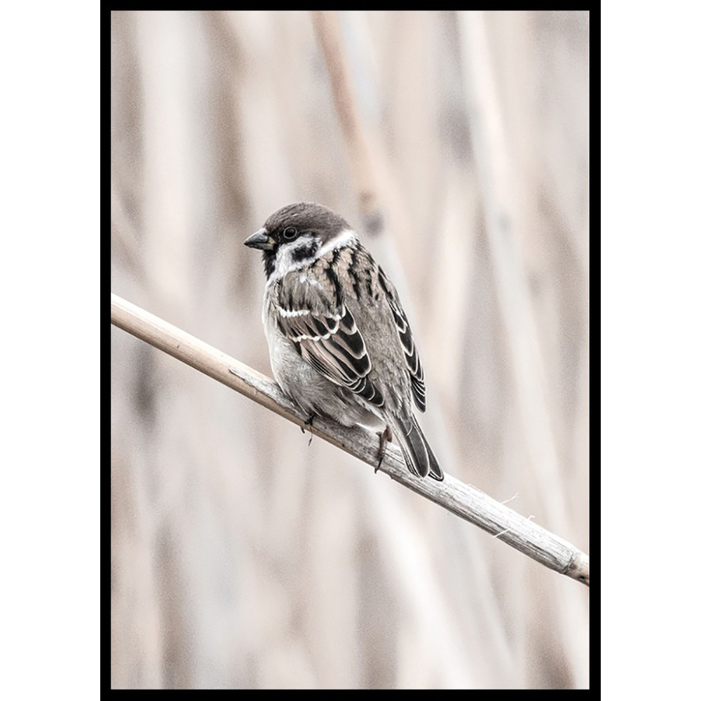 Poster Gallerix Tree Sparrow