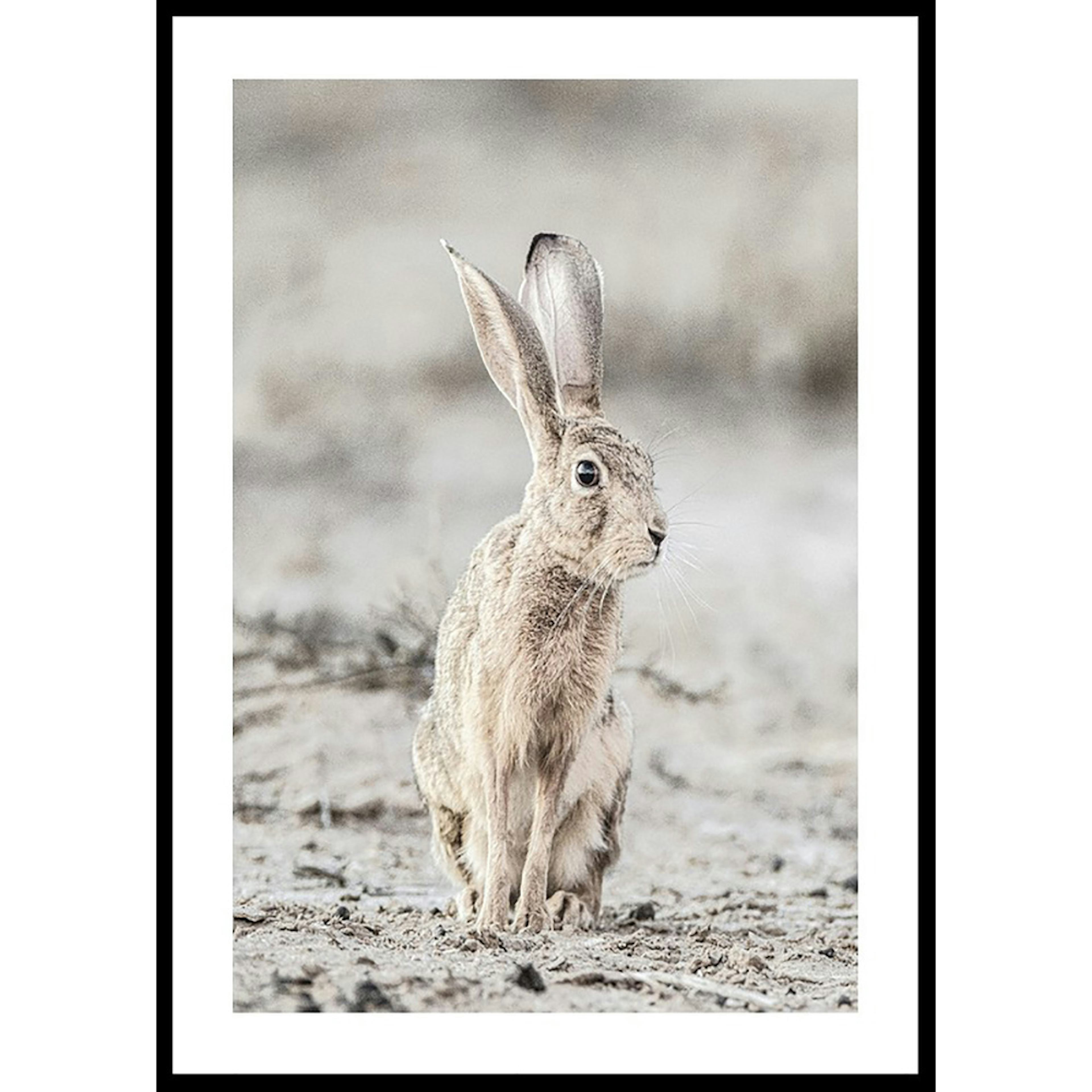 Poster Gallerix Hare Up Close