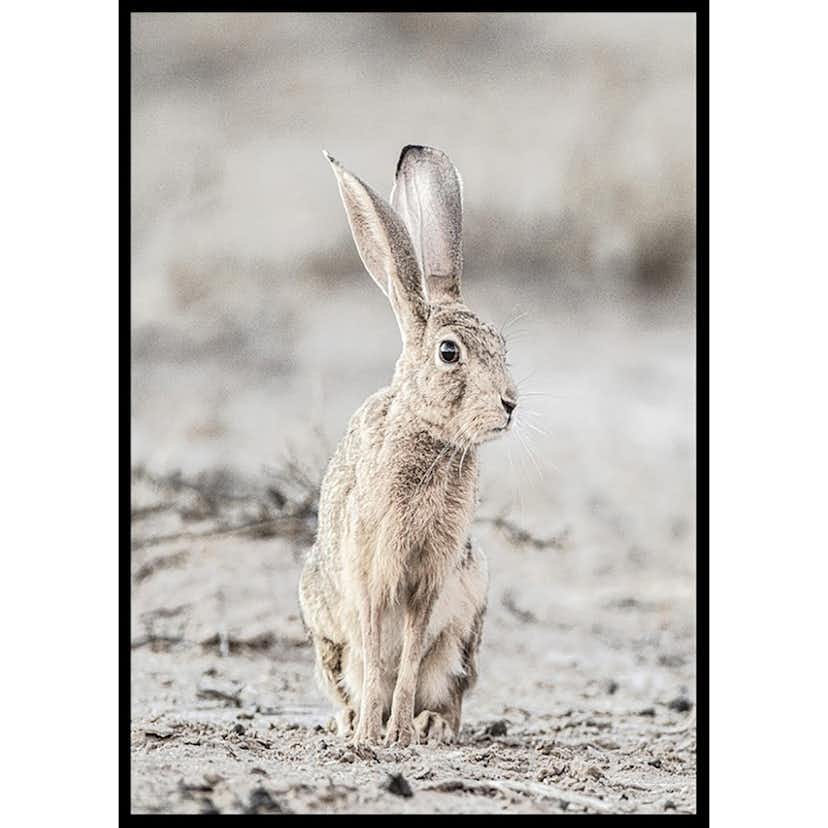 Poster Gallerix Hare Up Close