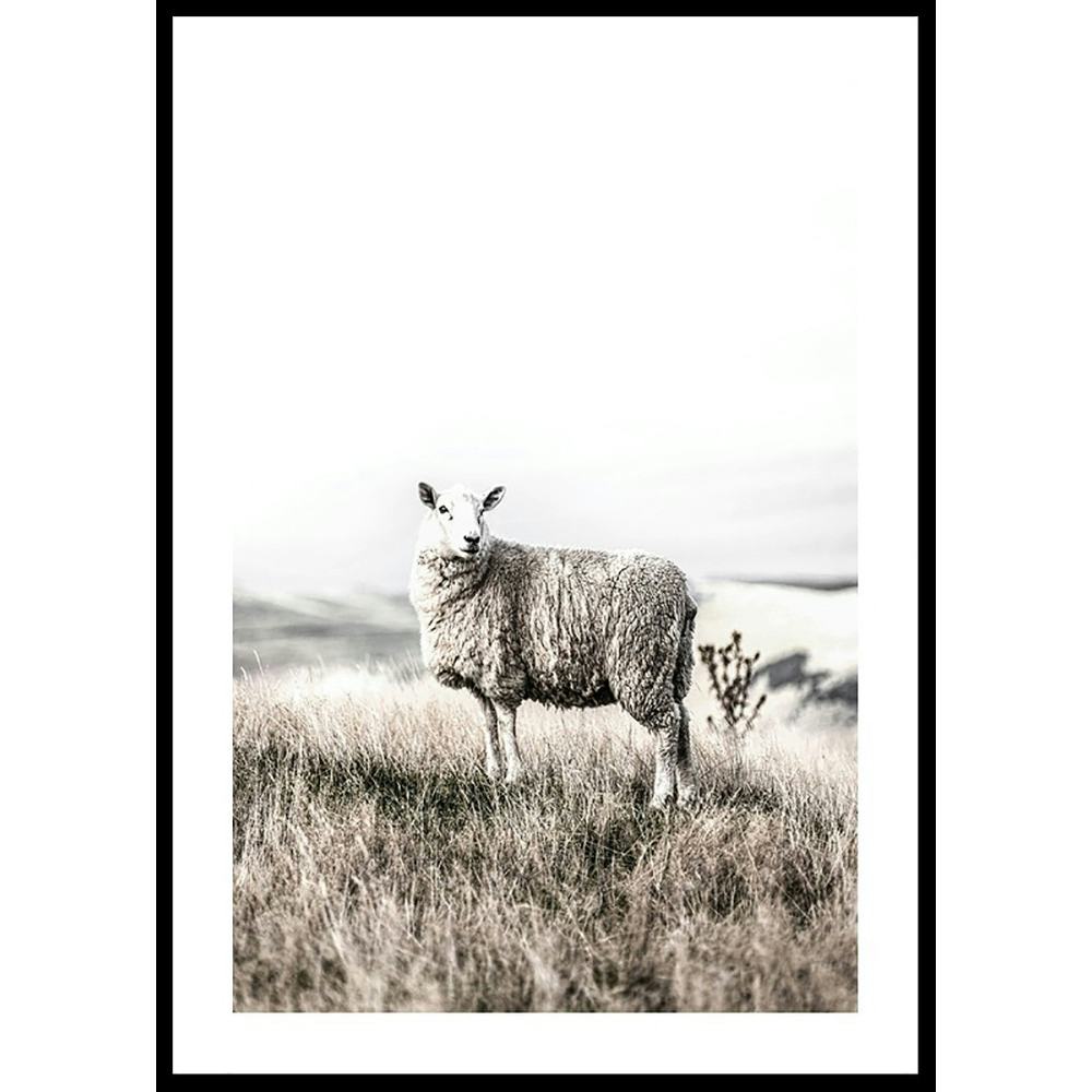 Poster Gallerix White Sheep In Field